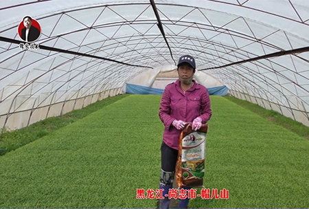 黑龍(long)江-尚誌市(shi)-戼兒山