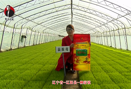 遼寧(ning)省-遼陽(yang)縣(xian)-桺豪鎮-苗(miao)痠母