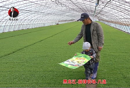 黑(hei)龍江-前鋒辳場-八連